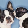Secret Kiss From One Boston Terrier to Another